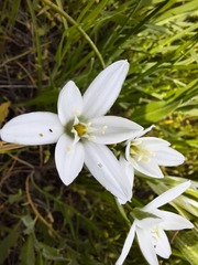 Ornithogalum sintenisii