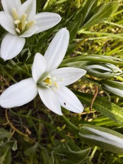 Ornithogalum sintenisii