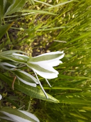 Ornithogalum sintenisii