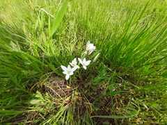 Ornithogalum sintenisii