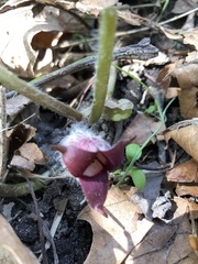Asarum canadense reflexum
