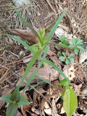 Phlox pilosa