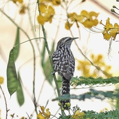 Campylorhynchus nuchalis