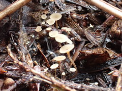 Moellerodiscus capillipes