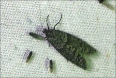 Lepidoscia annosella