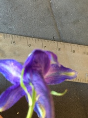 Delphinium trolliifolium