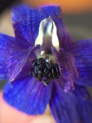 Delphinium trolliifolium