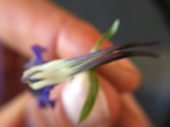 Delphinium trolliifolium