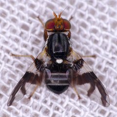 Rhagoletis pomonella