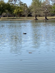 Anas platyrhynchos platyrhynchos