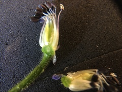 Delphinium trolliifolium