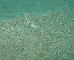 Pomatoschistus marmoratus