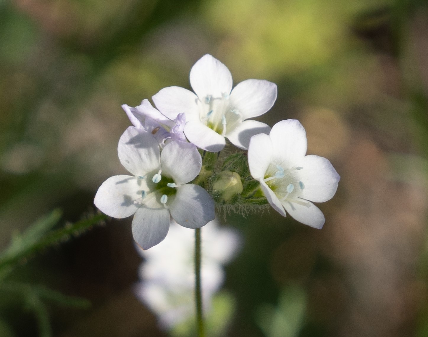 Gilia angelensis