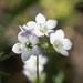 Chaparral Gilia - Photo (c) Eric Koberle, some rights reserved (CC BY-NC), uploaded by Eric Koberle