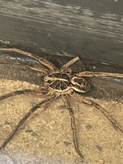 Tasmanicosa godeffroyi