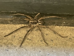 Tasmanicosa godeffroyi