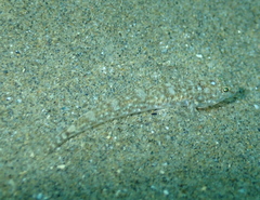 Pomatoschistus marmoratus