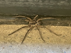 Tasmanicosa godeffroyi