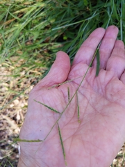 Ottochloa gracillima