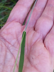 Ottochloa gracillima