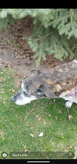 Canis familiaris