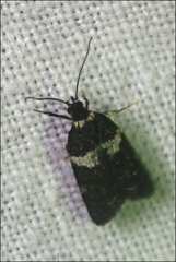Dichelia cosmopis