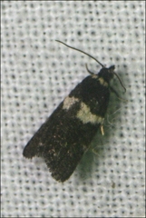 Dichelia cosmopis