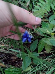 Coccocypselum lanceolatum