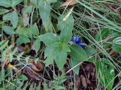 Coccocypselum lanceolatum