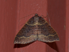 Larentia apotoma