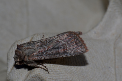 Dasygaster padockina