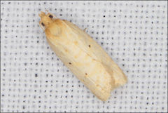 Clepsis therina