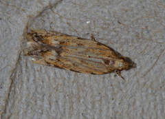 Ardozyga sisyraea