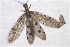 Archichauliodes guttiferus