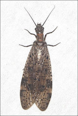Archichauliodes guttiferus