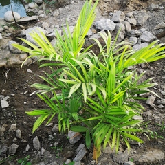 Chamaedorea seifrizii