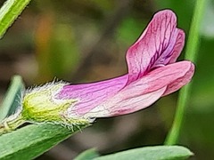 Vicia monantha