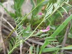Vicia monantha