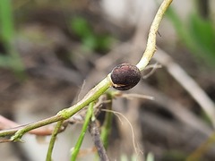 Vicia monantha