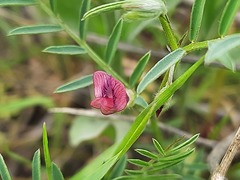 Vicia monantha