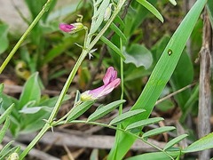 Vicia monantha