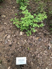 Rhododendron flammeum