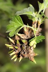 Rhopalomyia grossulariae
