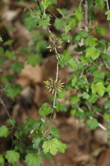 Rhopalomyia grossulariae