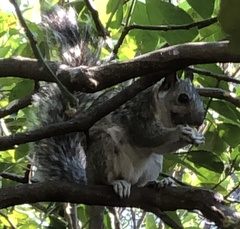 Sciurus variegatoides