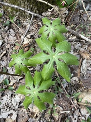 Podophyllum