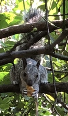 Sciurus variegatoides