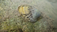Cellana radians