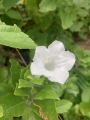 Ruellia leucantha
