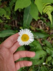 Leptostelma maximum